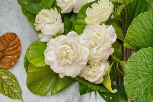 Arabian Jasmine Live Plant, Jasminum sambac 'Grand Duke of Tuscany', 4 Inch Pot, Double-Flowered, Highly Fragrant