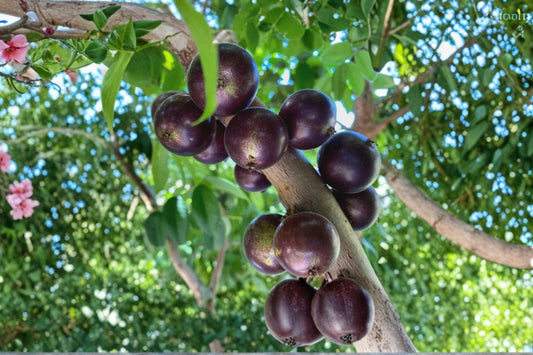 Jaboticaba Sabara Live Plant, Plinia jaboticaba, 1 Gallon, Rare Brazilian Fruit Tree, Evergreen Tropical Plant