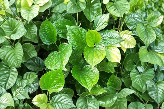 Betel Leaf Live Plant, Piper betle, 4 Inch Pot, Betel Vine, Tropical Climbing Plant, Fragrant Evergreen Vine