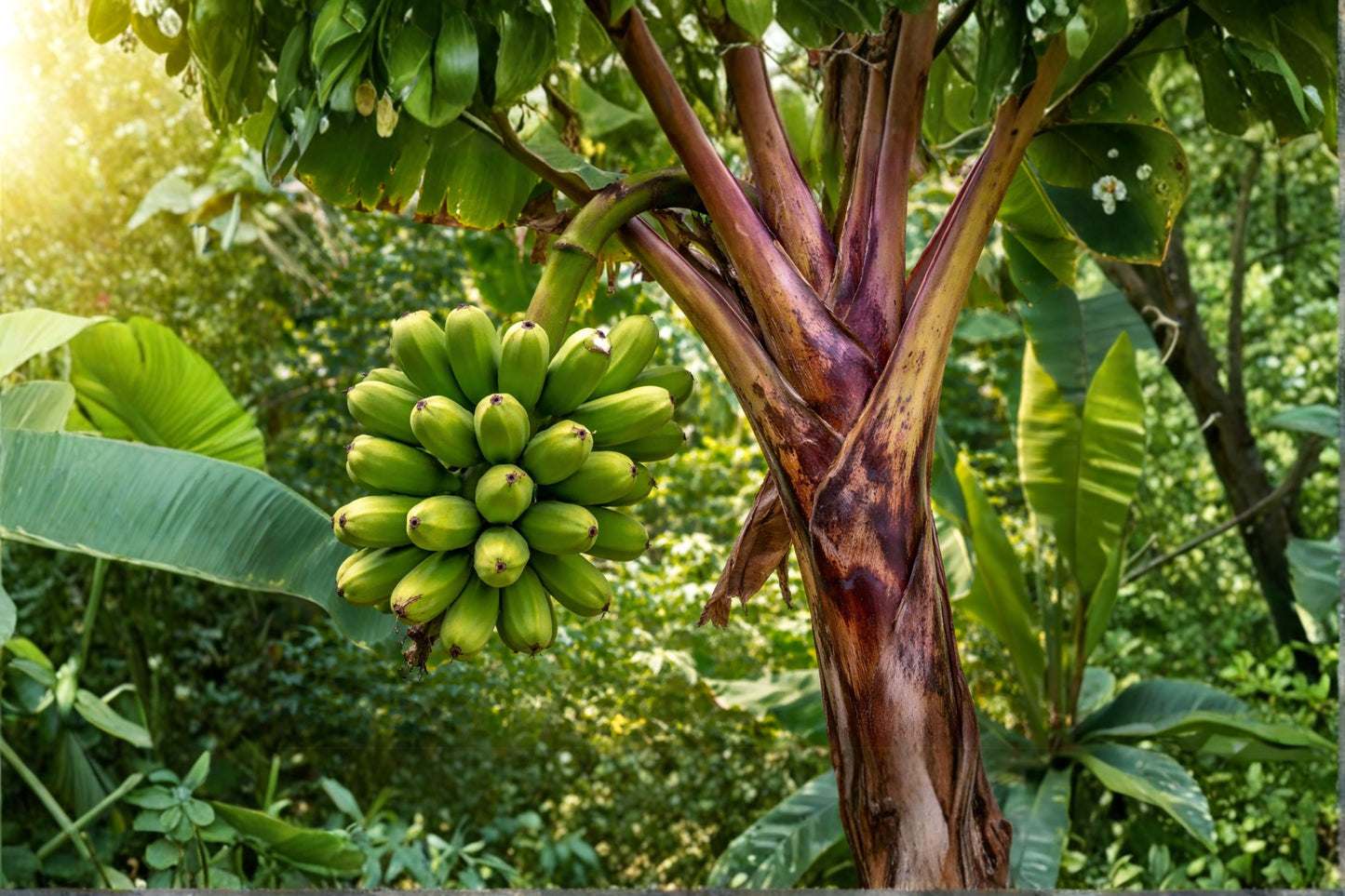 Red Trunk Popo‘ulu‘ Banana Live Plant, Musa 'Popo‘ulu‘, 4.5 Inch Pot, Rare Polynesian Banana, Tropical Fruit Plant