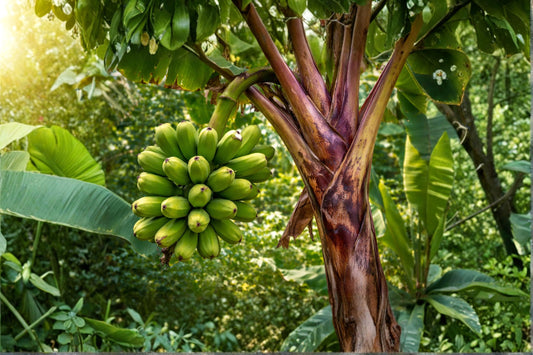 Red Trunk Popo‘ulu‘ Banana Live Plant, Musa 'Popo‘ulu‘, 4.5 Inch Pot, Rare Polynesian Banana, Tropical Fruit Plant