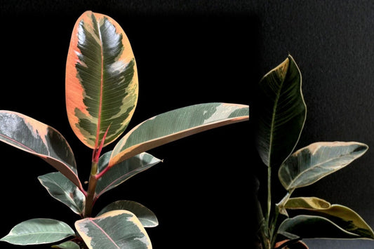 Variegated Rubber Tree 'Tineke' Live Plant, Ficus elastica 'Tineke', 4 Inch Pot, Easy-Care Tropical Houseplant