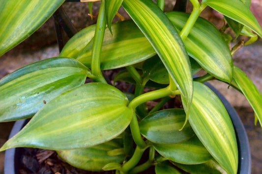 Super Variegated Vanilla Orchid Live Plant, Vanilla planifolia Variegata, 2 Inch Plug, Rare Edible Vanilla Bean Vine