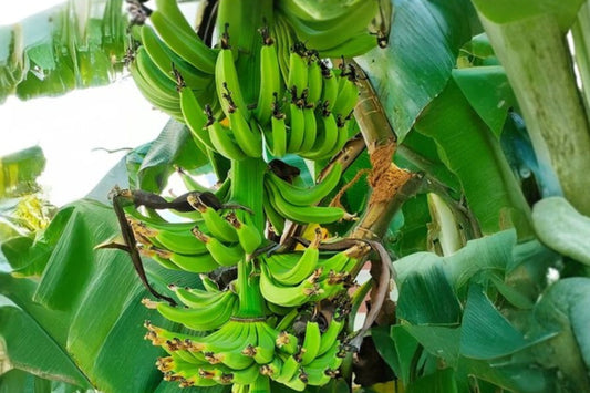 Musa Kokopo Banana Live Plant, Musa 'Kokopo', 4.5 Inch Pot, Short Cycle Banana, Tropical Fruit Plant