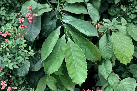 Yerba Mate Live Plant, Ilex paraguariensis, Rooted Plug, Rare Evergreen Herbal Tea Shrub, Tropical Tea Plant