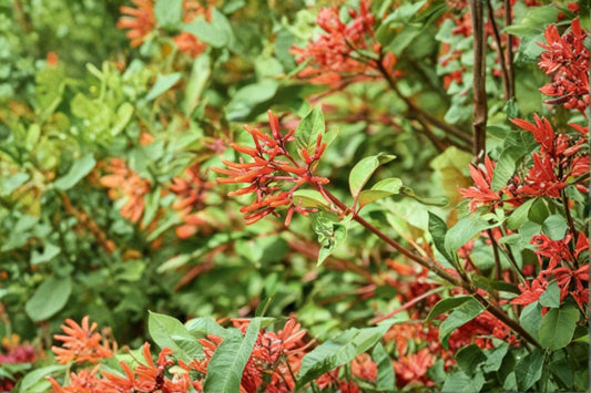 Dwarf Firefly Firebush Live Plant, Hamelia patens 'Firefly', 2 Inch Rooted Plug, Hummingbird Plant, Pollinator Favorite