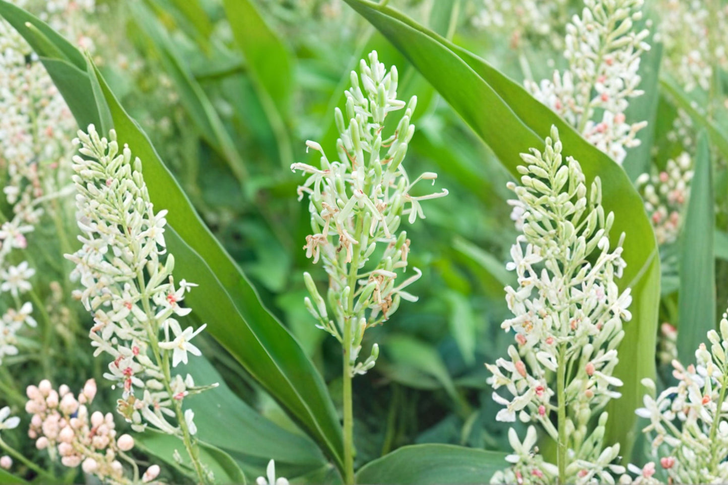 Galangal Live Plant, Alpinia galanga, 2 Inch Rooted Plug, Thai Ginger Plant, Rare Culinary Herb, Tropical Ginger