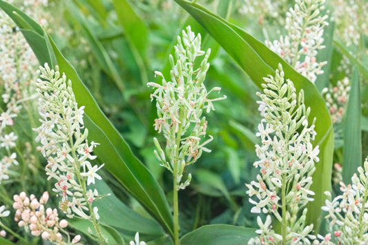Galangal Live Plant, Alpinia galanga, 2 Inch Rooted Plug, Thai Ginger Plant, Rare Culinary Herb, Tropical Ginger