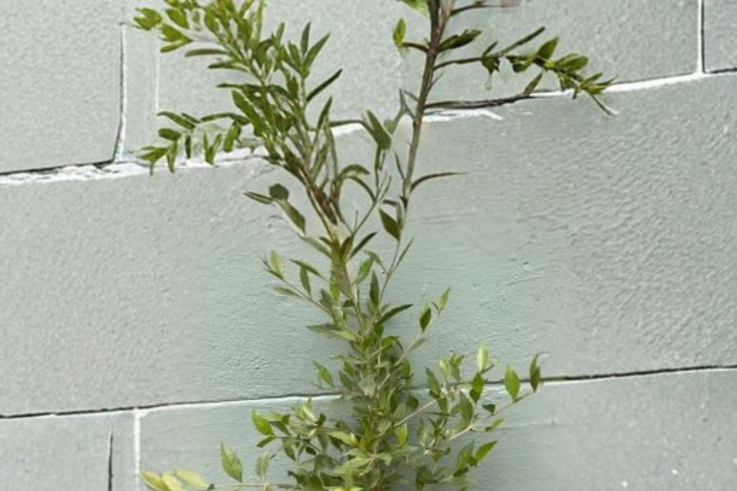 Henna Live Plant, Lawsonia inermis, 4 Inch Pot, Rare Herbal Shrub, Tropical Flowering Plant, Natural Dye Plant