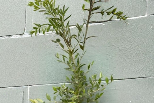 Henna Live Plant, Lawsonia inermis, 4 Inch Pot, Rare Herbal Shrub, Tropical Flowering Plant, Natural Dye Plant