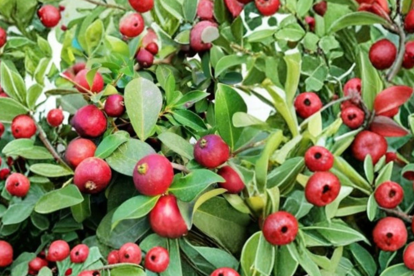 Strawberry Guava Live Plant, Psidium cattleianum, 1 Gallon, Rare Tropical Fruit Tree, Cherry Guava, Evergreen Plant