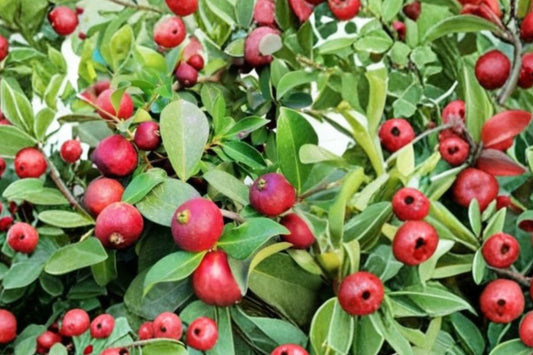 Strawberry Guava Live Plant, Psidium cattleianum, 1 Gallon, Rare Tropical Fruit Tree, Cherry Guava, Evergreen Plant