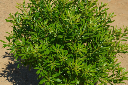 Southern Wax Myrtle Live Plant, Myrica cerifera, 1 Gallon, Evergreen Native Shrub, Wildlife Plant, Bayberry