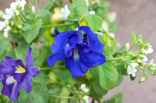 Butterfly Pea Live Plant, Clitoria ternatea, 4 Inch Pot, Blue Tea Vine, Tropical Flowering Vine, Pollinator Plant