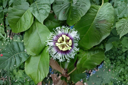 50 Purple Possum Passionfruit Seeds, Passiflora edulis, Purple Passion Fruit, Tropical Vine Seeds, Rare Fruit Plant