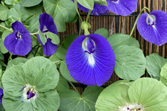 Butterfly Pea Flower Live Plant, Clitoria ternatea, 4 Inch Pot, Blue Tea Vine, Tropical Flowering Vine, Pollinator Plant