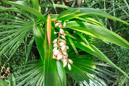 Cardamom Live Plant, Elettaria cardamomum, 2 Inch Rooted Plug, 15+ Inches Tall, Rare Spice Plant, Tropical Herb
