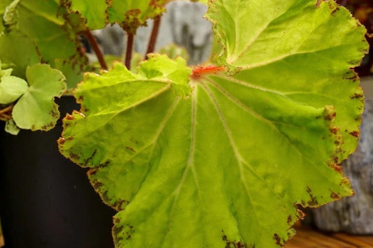 Rex Begonia 'River Nile' Live Plant, 4 Inch Pot, Rare Variegated Houseplant, Colorful Indoor Foliage Plant