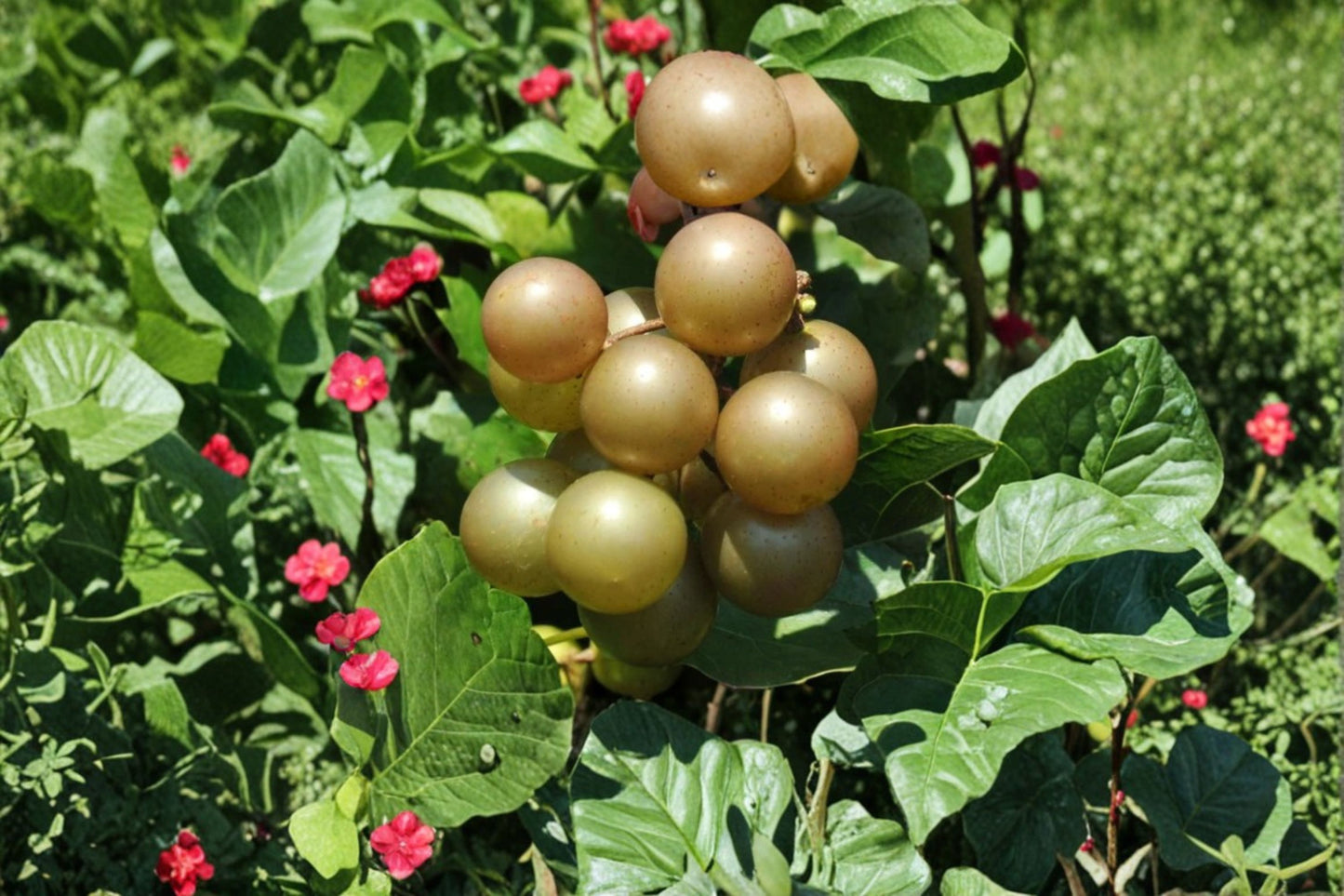 Carlos Muscadine Grape Vine Live Plant, Vitis rotundifolia 'Carlos', Self-Fertile, 1 Gallon, Fruit Vine