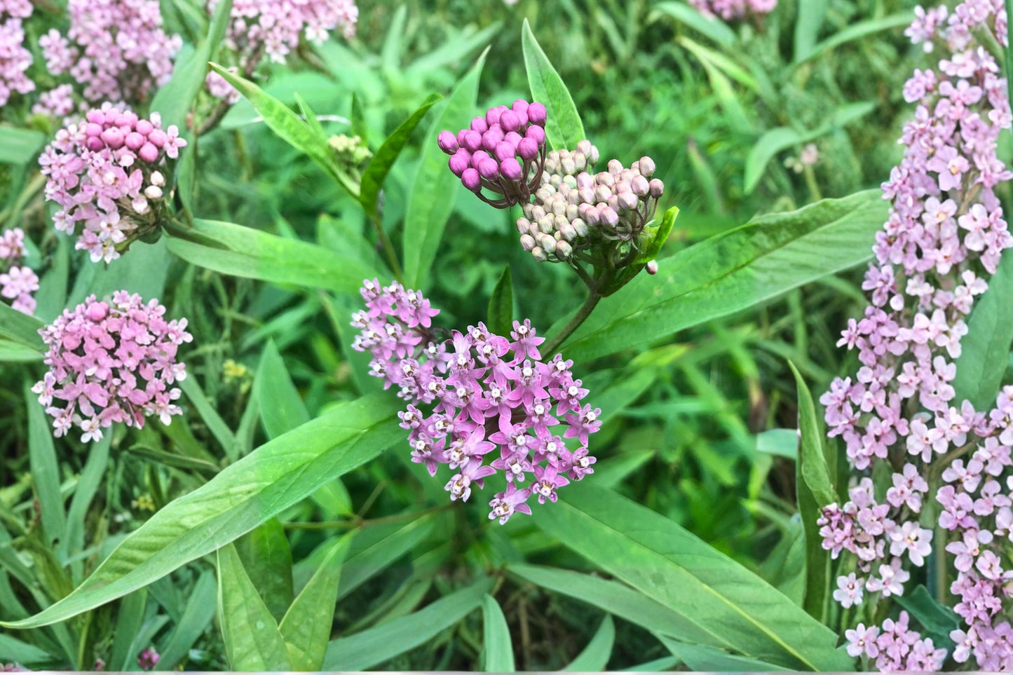 Swamp Milkweed Live Plant, Asclepias incarnata, 4 Inch Pot, Native Pollinator Plant, Monarch Butterfly Host Plant
