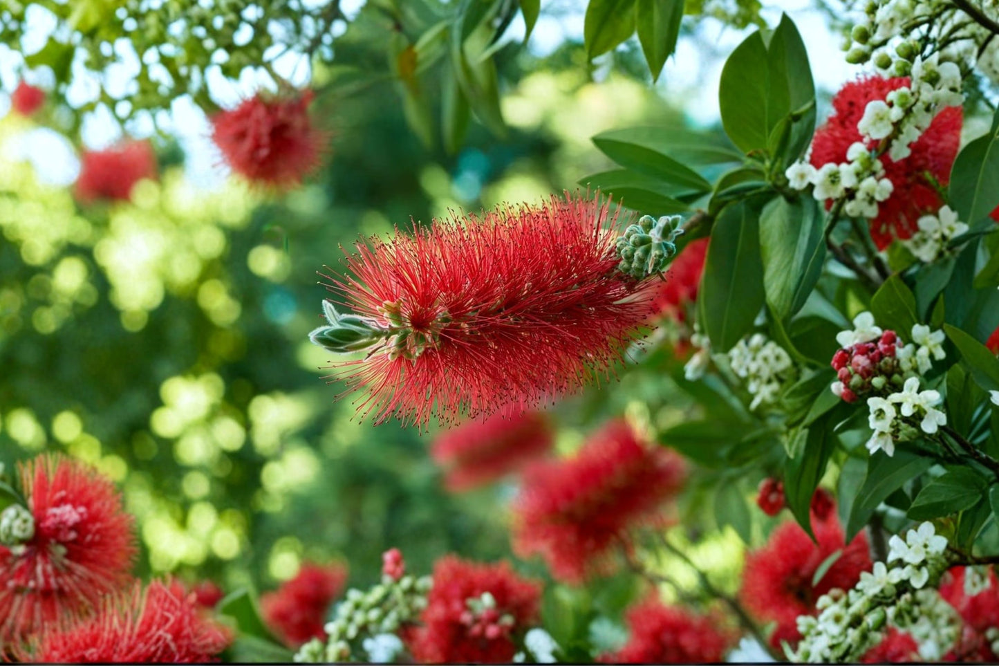 Red Bottlebrush Tree Live Plant, Callistemon citrinus, 1 Gallon, Evergreen Flowering Tree, Hummingbird Plant