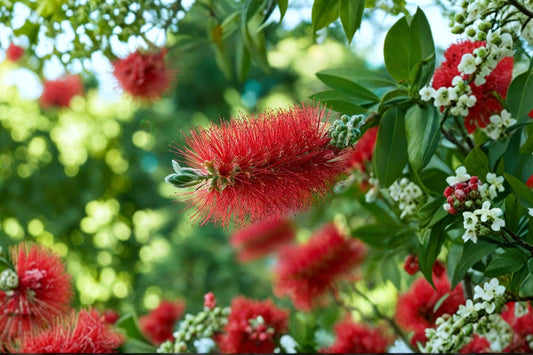 Red Bottlebrush Tree Live Plant, Callistemon citrinus, 1 Gallon, Evergreen Flowering Tree, Hummingbird Plant