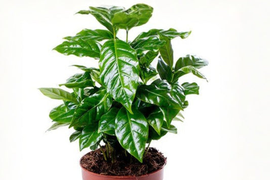 Coffee Plant Live Rooted Plug, Coffea arabica, 2 Inch Rooted Plug, Indoor Houseplant, Easy Care Tropical Plant