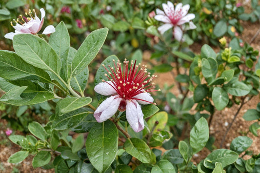 Pineapple Guava Live Plant, Acca sellowiana, 4 Inch Pot, Evergreen Fruit Shrub, Feijoa Plant, Edible Landscape
