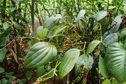 Black Pepper Live Plant, Piper nigrum, 4 Inch Pot, Tropical Vine, Grow Your Own Peppercorns, Indoor Spice Plant
