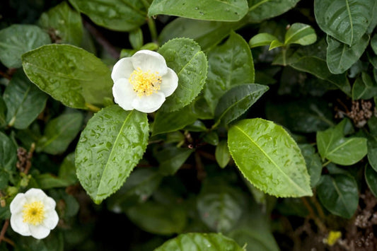 Tea Plant Live Plant, Camellia sinensis, 1 Gallon Pot, Grow Your Own Tea, Evergreen Shrub, Herbal Garden Plant