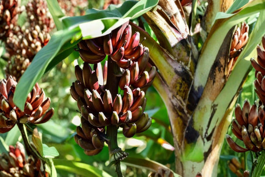Red Dacca Banana Live Plant, Musa acuminata 'Red Dacca', 4.5 Inch Nursery Pot, Tropical Banana Plant, Ornamental Fruit Tree
