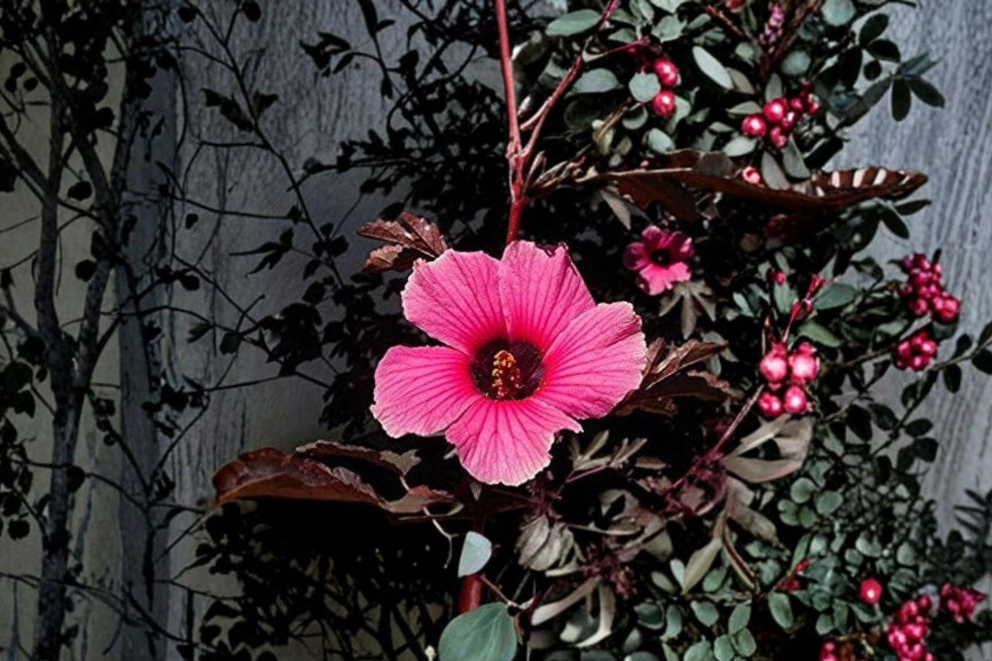 African Rose Hibiscus Live Plant, Hibiscus acetosella 'African Rose', 4 Inch Pot, Ornamental Foliage Plant