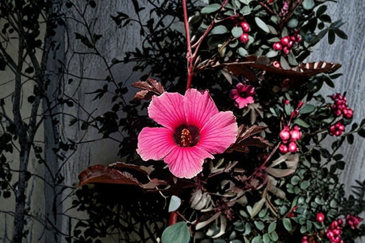 African Rose Hibiscus Live Plant, Hibiscus acetosella 'African Rose', 4 Inch Pot, Ornamental Foliage Plant