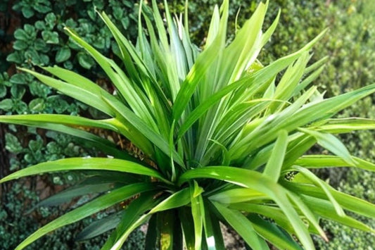Pandan Live Plant, Pandanus amaryllifolius, 4 Inch Pot, Tropical Culinary Herb, Fragrant Indoor & Outdoor Plant