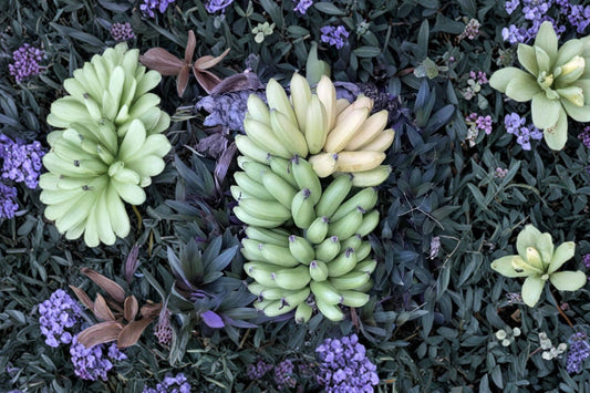 Mona Lisa Banana Live Plant, Musa 'Mona Lisa', 4.5 Inch Nursery Pot, Tropical Banana Plant, Disease Resistant Variety