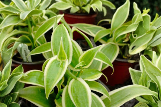 Variegated Vanilla Bean Orchid Live Plant, Vanilla planifolia, 4 Inch Pot, Rare Tropical Vine, Fragrant Orchid Houseplant