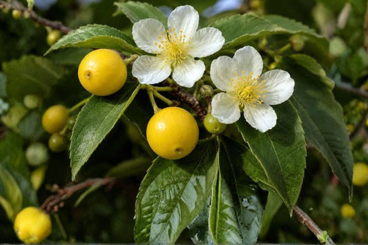 Yellow Strawberry Tree Live Plant, Muntingia calabura, 1 Gallon Pot, Cotton Candy Berry Tree, Tropical Fruit Plant