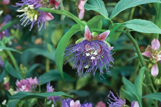 Giant Granadilla Live Plant, Passiflora quadrangularis, 4 Inch Pot, Tropical Passionfruit Vine, Exotic Fruit Plant