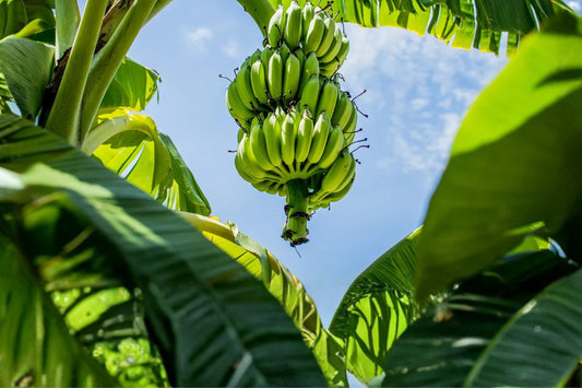 Lacatan Banana Live Plant, Musa 'Lacatan', 4.5 Inch Nursery Pot, Rare Tropical Banana, Fruiting Banana Plant