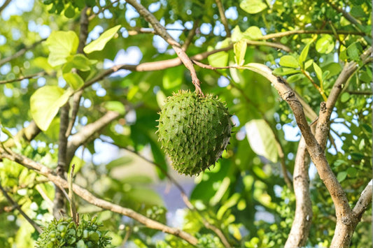 Soursop Live Rooted Plug, Annona muricata, 2 Inch Rooted Plug, Tropical Fruit Tree, Guanabana Starter Plant