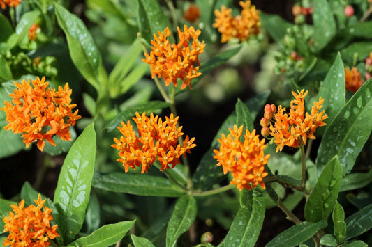 Butterfly Milkweed Live Plant, Asclepias tuberosa, 4 Inch Pot, Native Pollinator Perennial, Orange Butterfly Flower