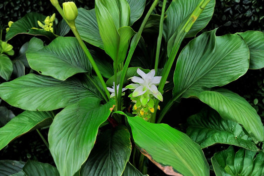 Turmeric Live Plant, Curcuma longa, 4 Inch Pot, Tropical Culinary Herb, Edible Ginger Family Plant