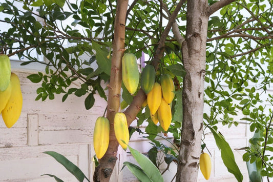 Rare Babaco Live Plant, Vasconcellea × heilbornii, Mountain Papaya, 4 Inch Pot, Tropical Fruit Plant