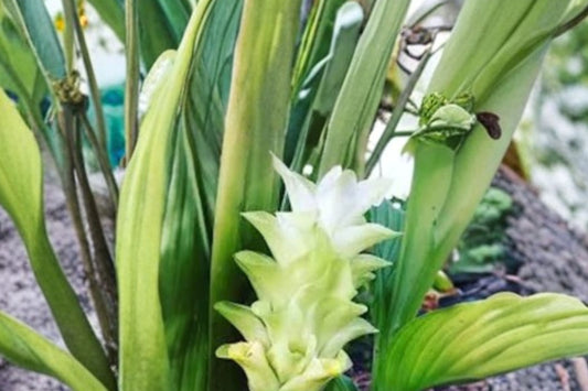 Turmeric Live Rooted Plug, Curcuma longa, 2 Inch Rooted Plug, Tropical Culinary Herb, Ginger Family Starter Plant