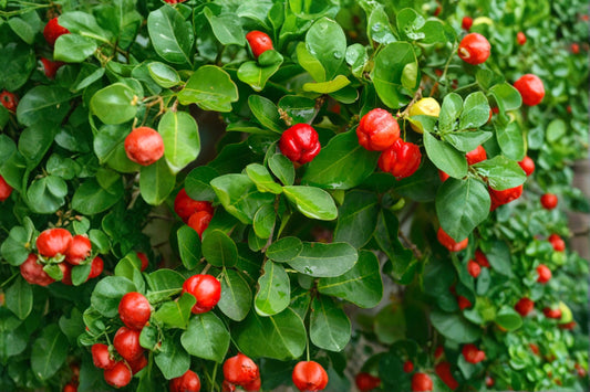 Acerola Cherry Live Plant, Malpighia emarginata, 1 Gallon Pot, Barbados Cherry, High Vitamin C Tropical Fruit Tree