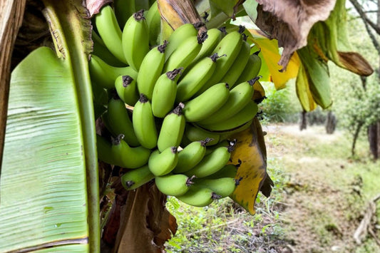 Dwarf Cavendish Banana Live Plant, Musa acuminata 'Dwarf Cavendish', 4.5 Inch Pot, Edible Tropical Banana Plant