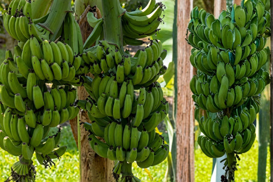 Double Mahoi Banana Live Plant, Musa acuminata 'Double Mahoi', 4 Inch Pot, Edible Tropical Banana Plant