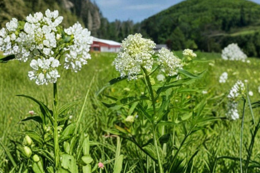 Snowy Milkweed Live Plant, Asclepias perennis, 4 Inch Pot, Native Perennial for Pollinator & Monarch Gardens