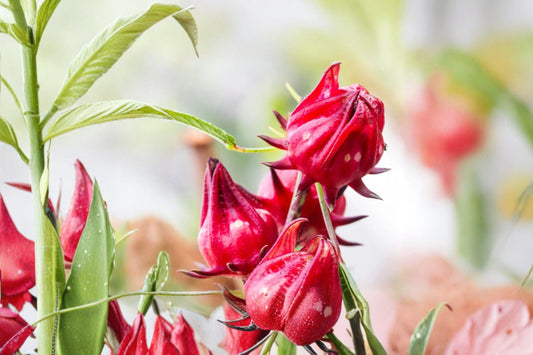 Roselle Live Plant, Hibiscus sabdariffa, 4 Inch Pot, Sorrel Hibiscus, Edible Tropical Herb & Ornamental Plant