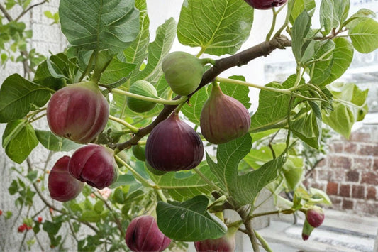 Brown Turkey Fig Tree Live Plant, Ficus carica 'Brown Turkey', 1 Gallon Pot, Sweet Fig Fruit Tree